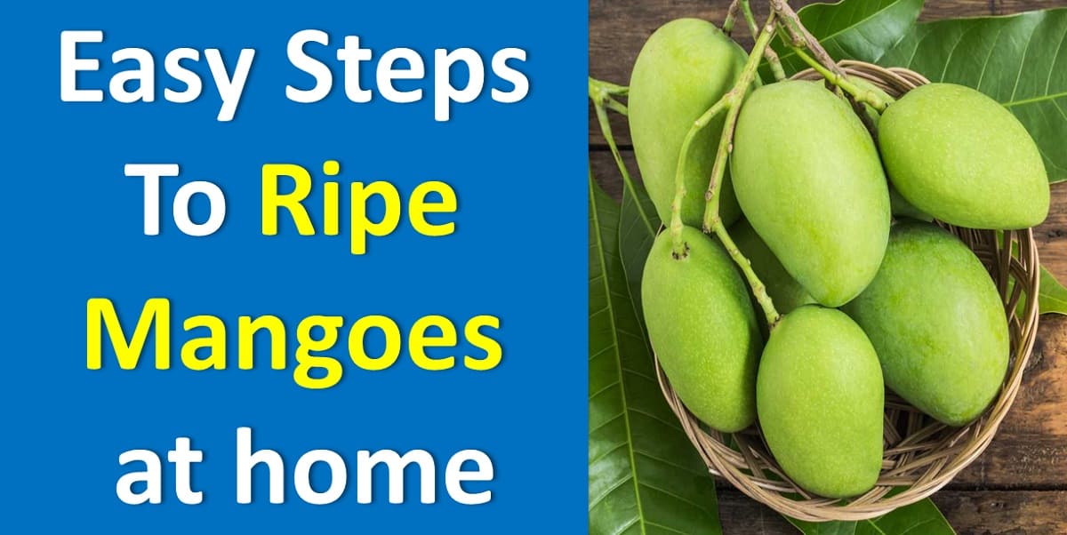 How to Ripe Mangoes at home - 3 Easy Steps