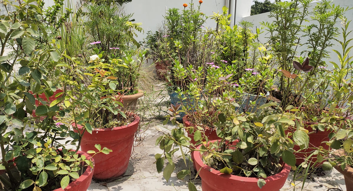 Optimize Gardening: Use Plastic Bottles in Pots