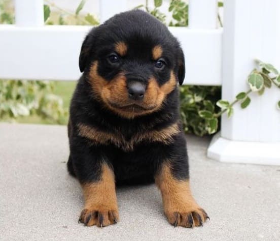 How much Rottweiler Dog Puppy Price in India?