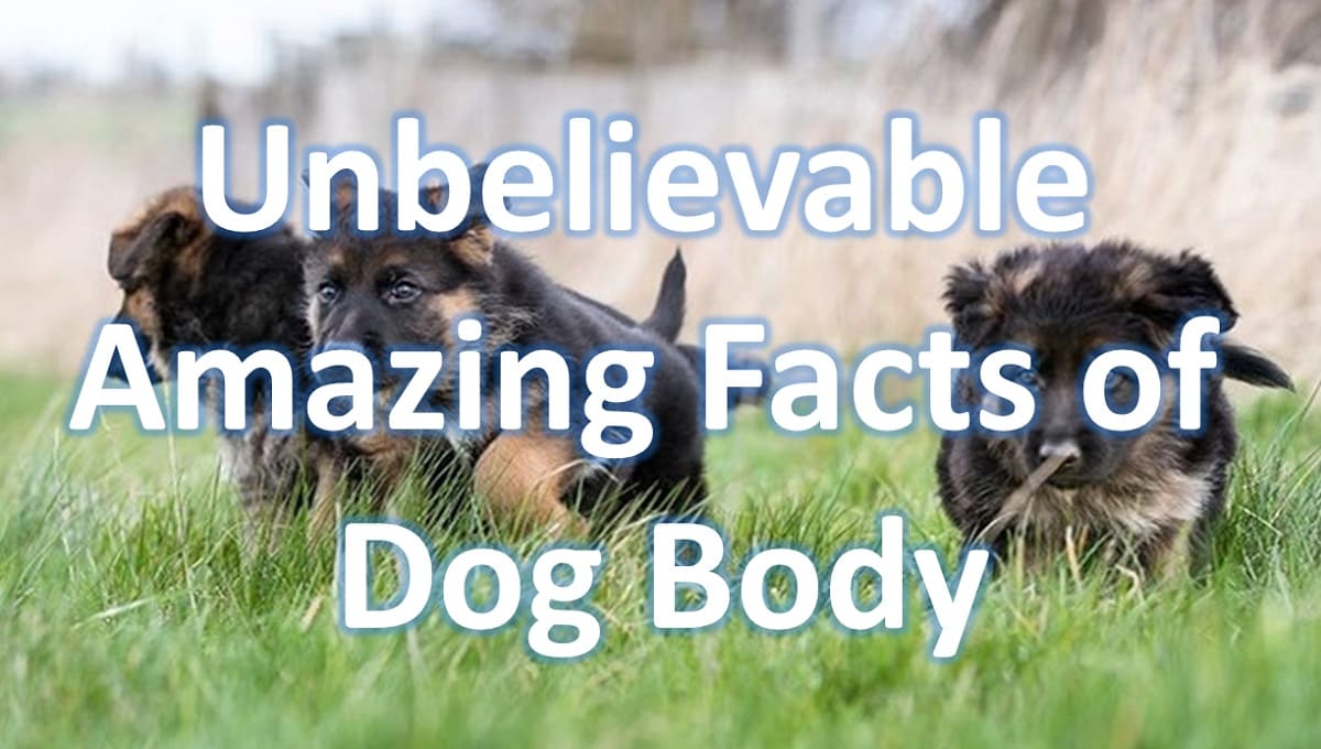 30+ Unbelievable Amazing Facts of Dog Body