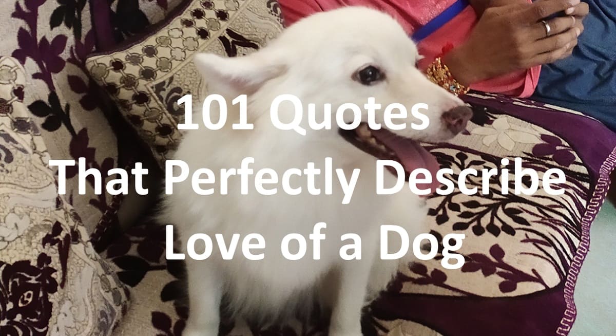 101 Quotes that Perfectly Describe Love of a Dog