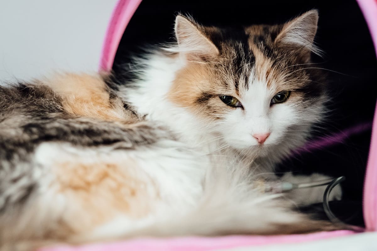 What Is a Therapy Cat and What Do They Do?