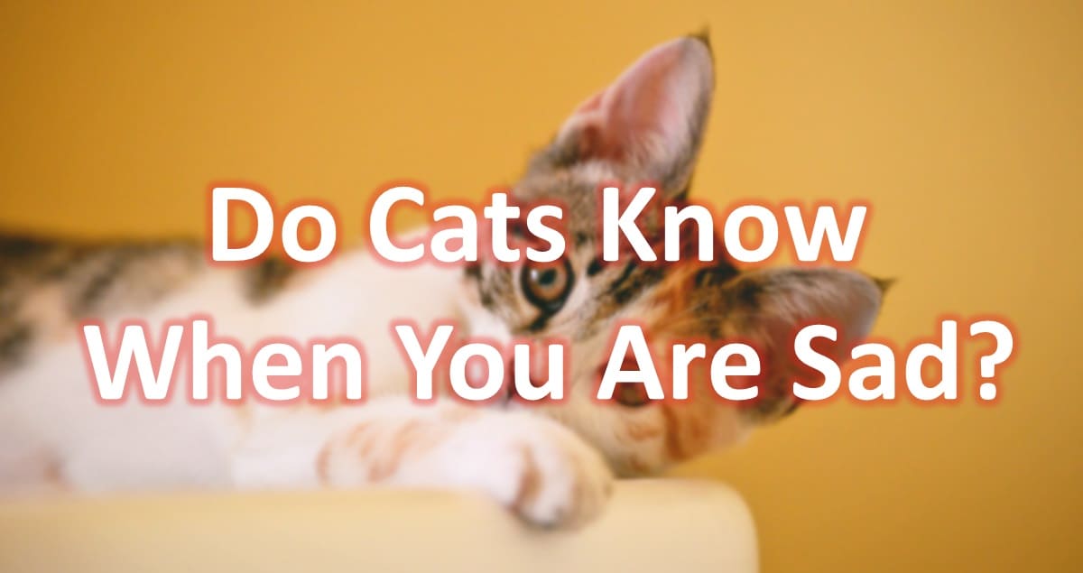 Do Cats Know When You Are Sad?