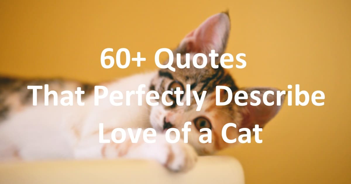 60+ Quotes that Perfectly Describe Love of a Cat
