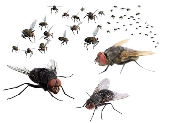 How To Keep Flies Away From Your House?