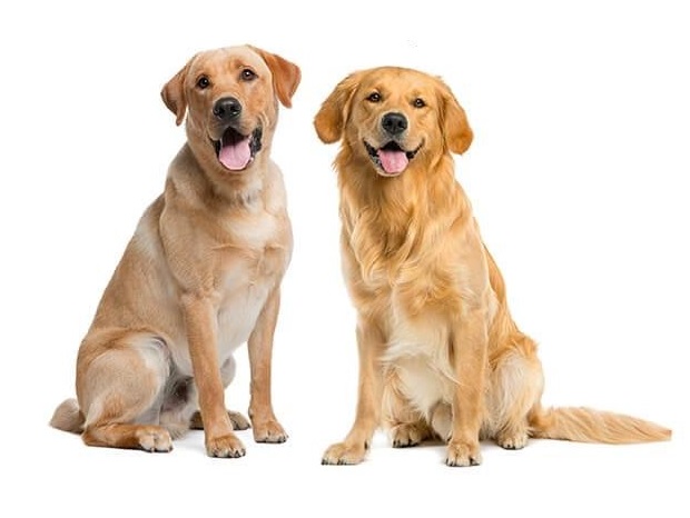 Labrador vs Golden Retriever Which is best family home dog?