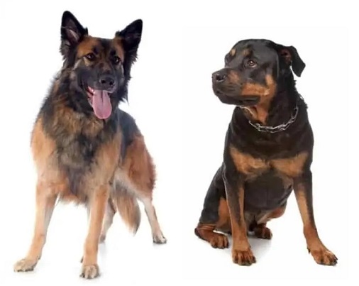 Rottweiler vs German Shepherd Which is best dog?