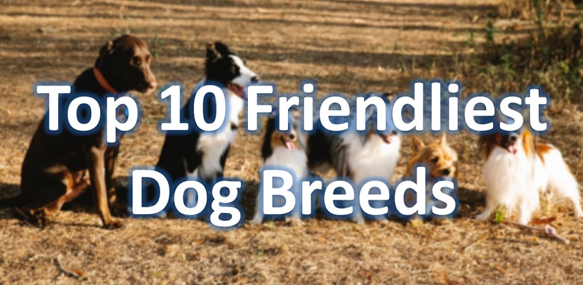 Top 10 Friendliest Dog Breeds in USA