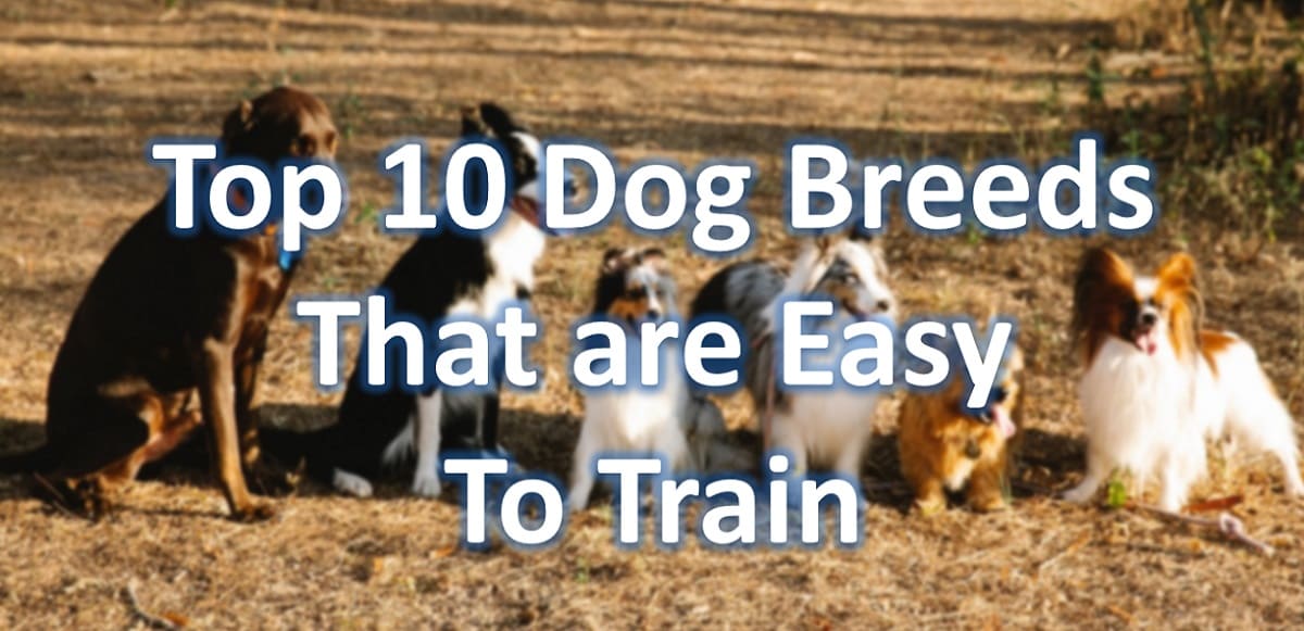 Top 10 Dog Breeds That Are Easy To Train