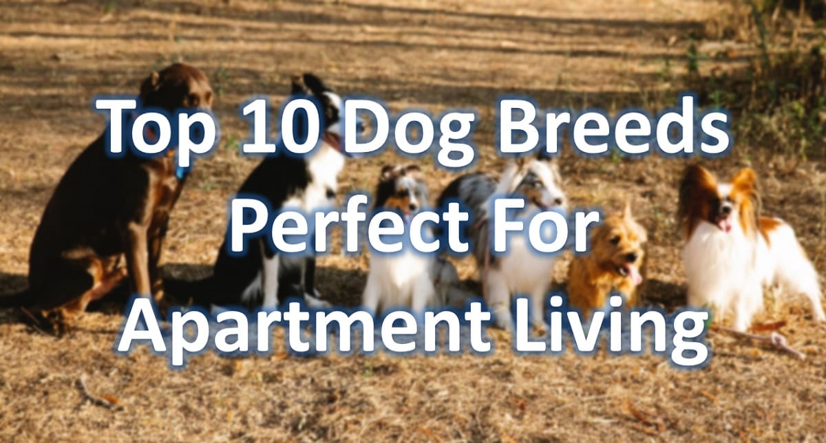 Top 10 Dog Breeds Perfect For Apartment Living