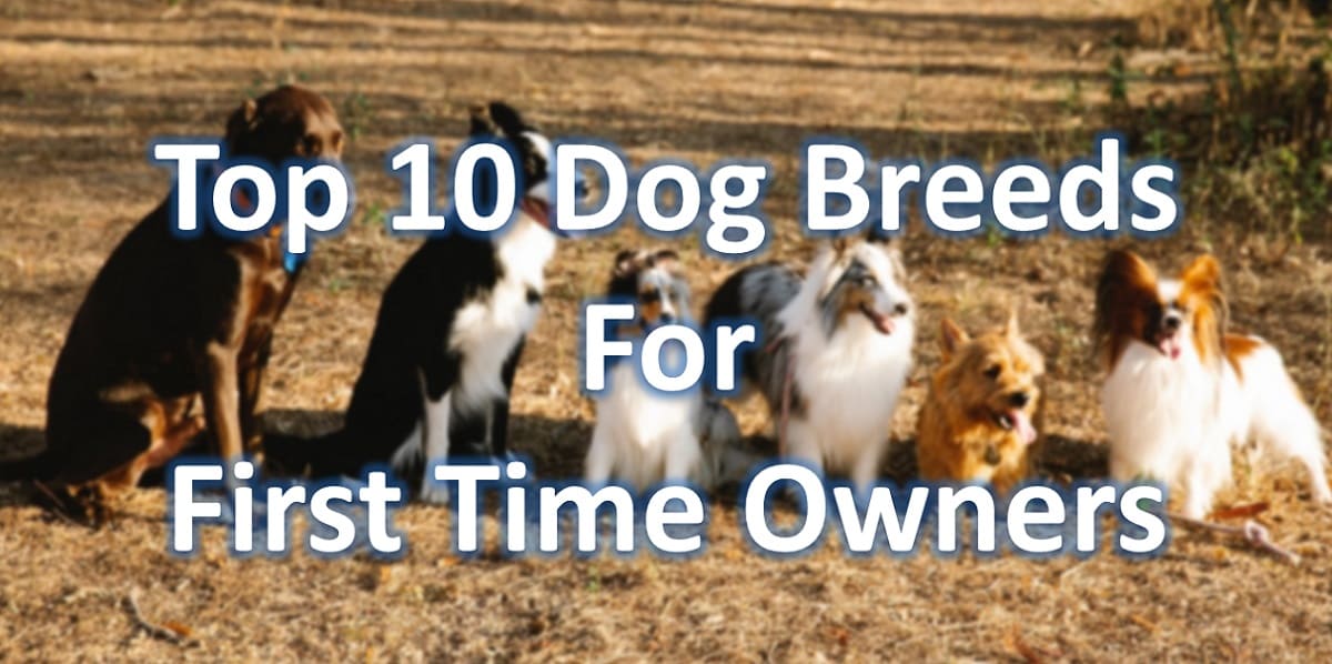 Top 10 Dog Breeds For First Time Owners