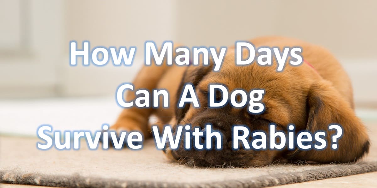 How Many Days Can A Dog Survive With Rabies?