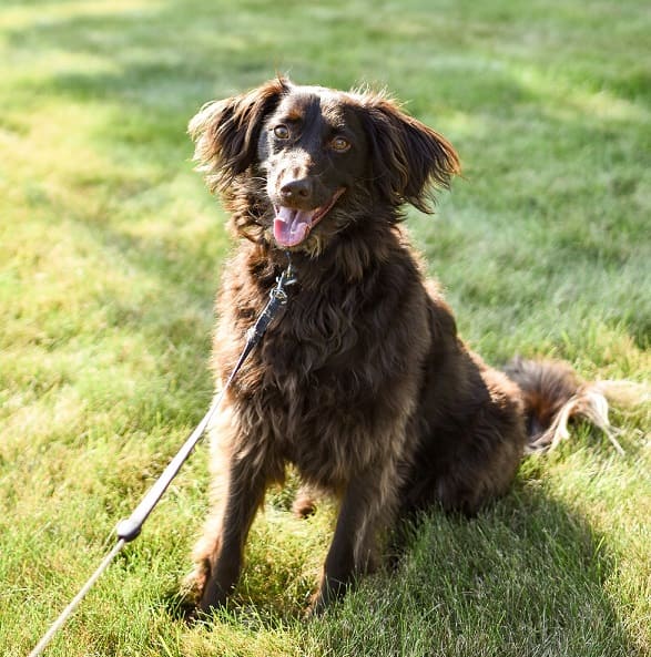 10 Reasons Why the Boykin Spaniel Is the Best Dog Breed