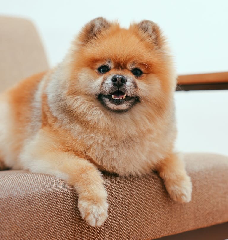 Senior Pomeranians: Loving and Caring for Your Aging Pom