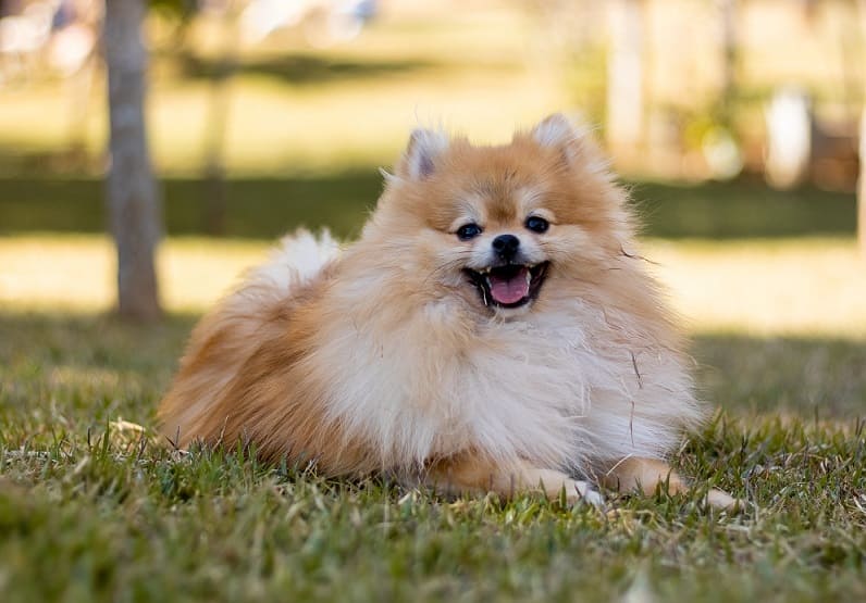 Pomeranian vs Other Toy Breeds: What Sets Them Apart?