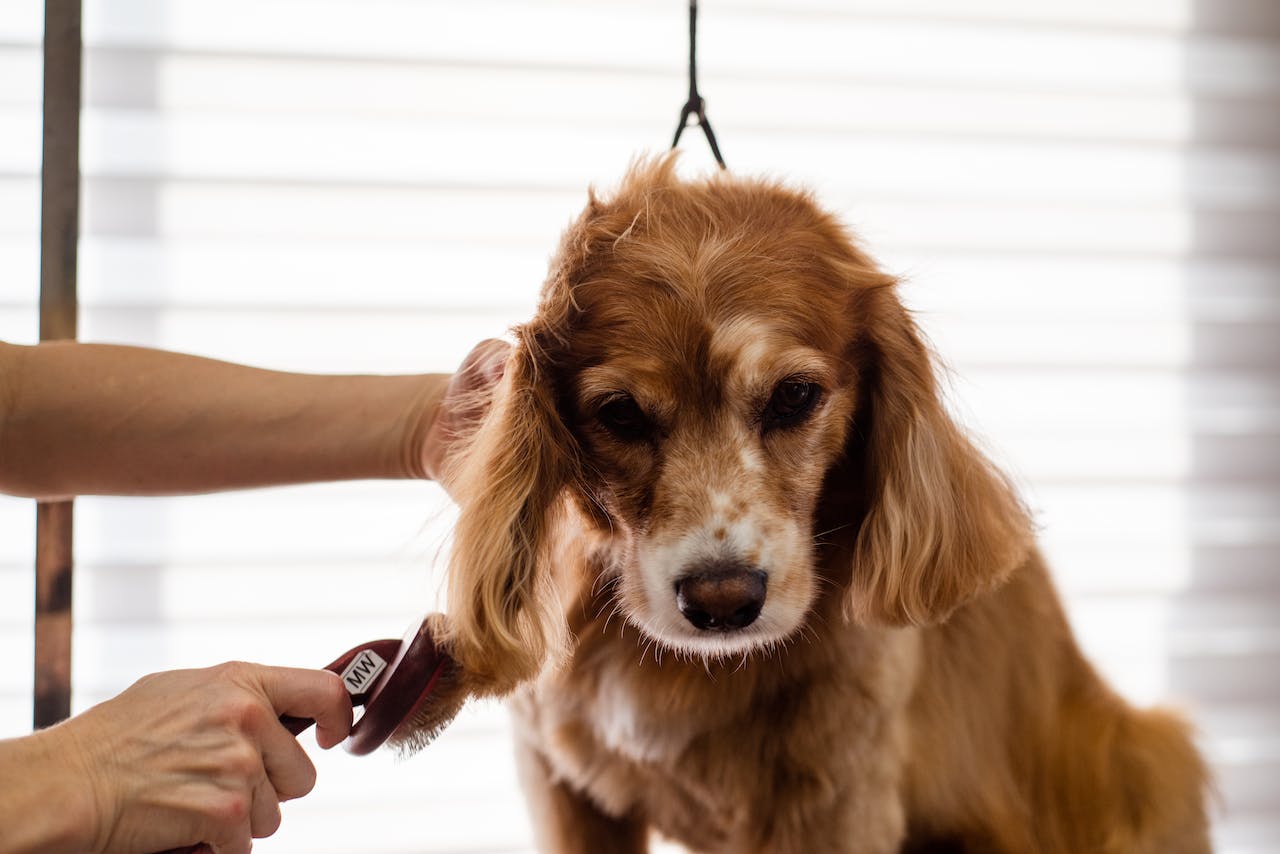 How to Prevent and Get Rid of Fleas and Ticks on Dogs