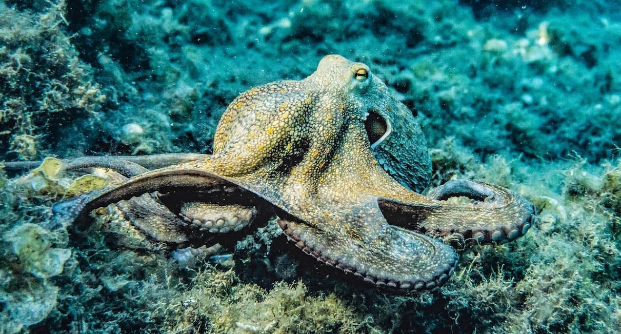 Why Deep SEA Creatures Look So Weird?