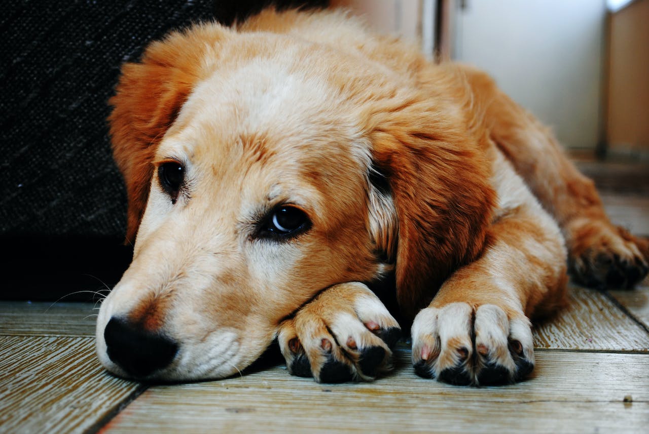 Understanding the Most Common Cause of Diarrhea in Dogs