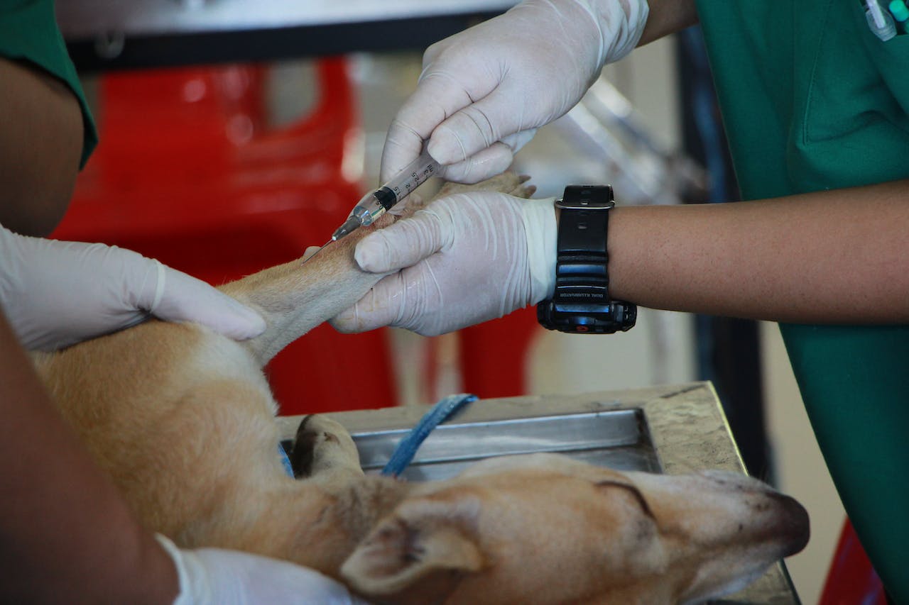 Laparoscopic Spay for Dogs and Cats: Advancements in Veterinary Surgery