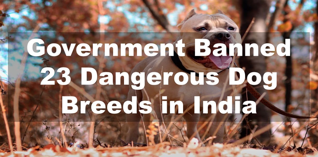 Government Banned 23 Dangerous Dog Breeds in India