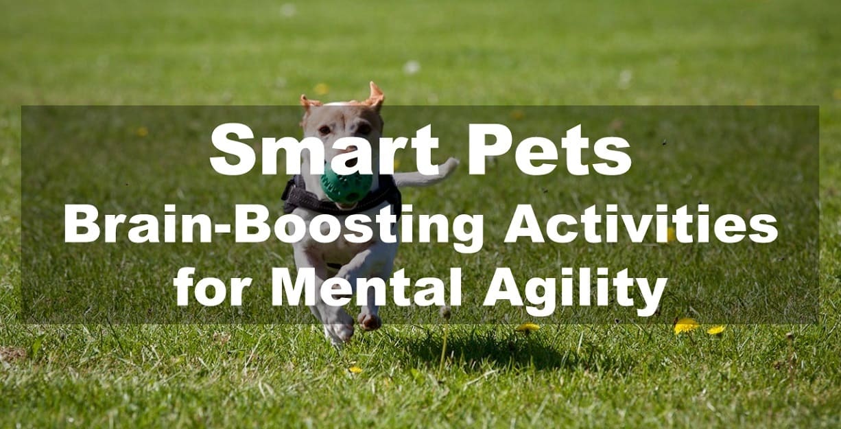 Smart Pets: Brain-Boosting Activities for Mental Agility