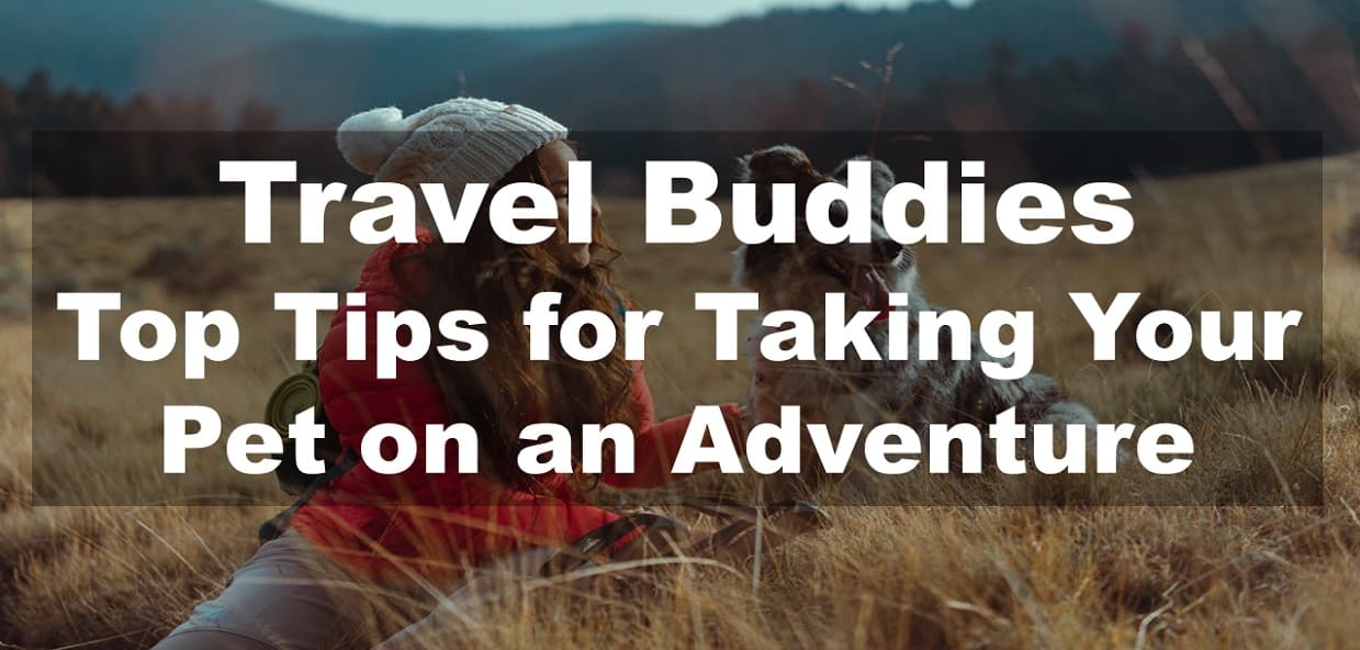 Travel Buddies: Top Tips for Taking Your Pet on an Adventure