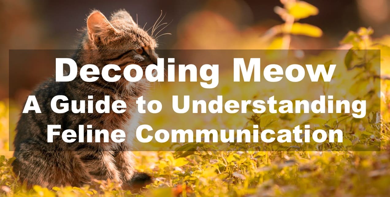 Decoding Meow: A Guide to Understanding Feline Communication