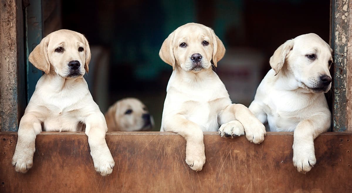 How to Identify a Pure Labrador Puppy? Tips for Choosing Your New Companion