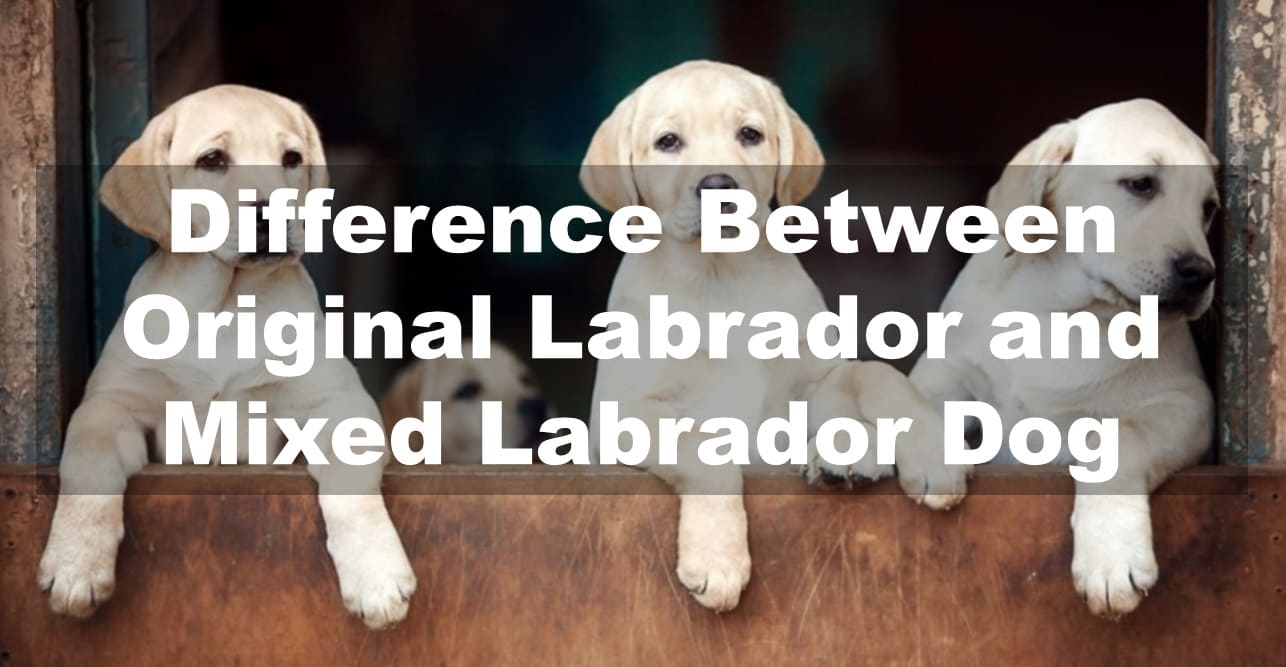 How can You Differentiate Between an Original Labrador and a Mixed Labrador Dog?