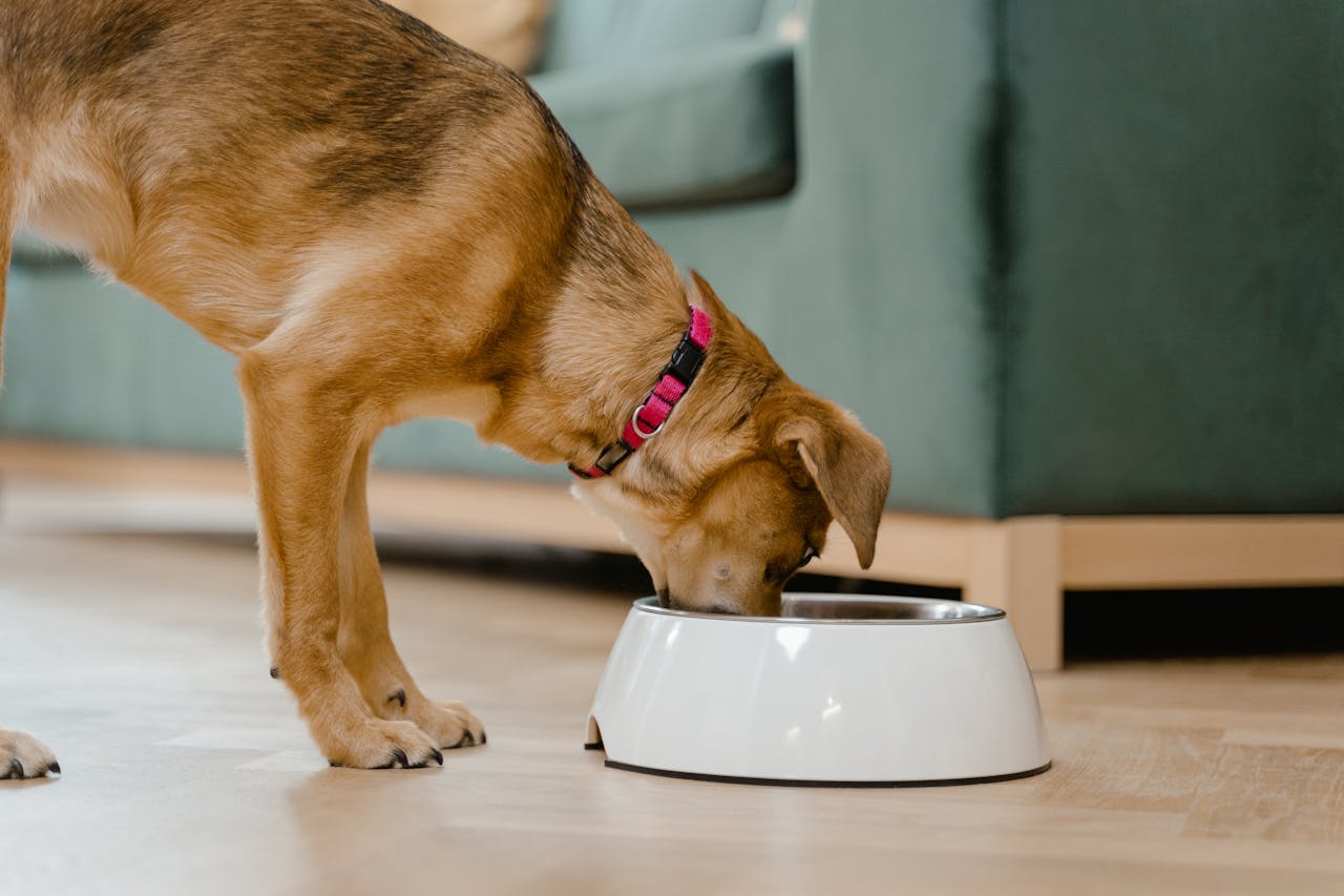 How to Feed a Puppy Correctly: Tips for Healthy Nutrition