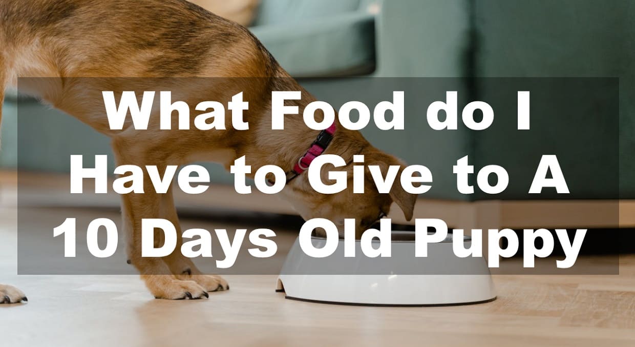 What Food do I Have to Give to 10 Days Old Puppy?
