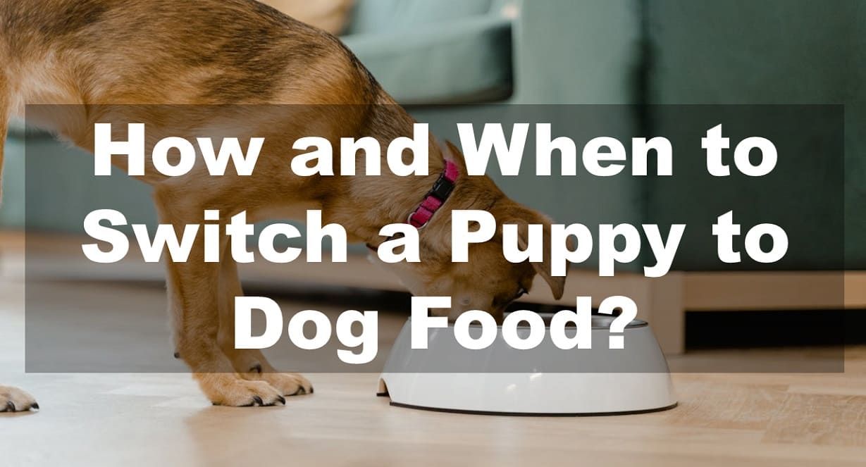 How and When to Switch a Puppy to Dog Food?