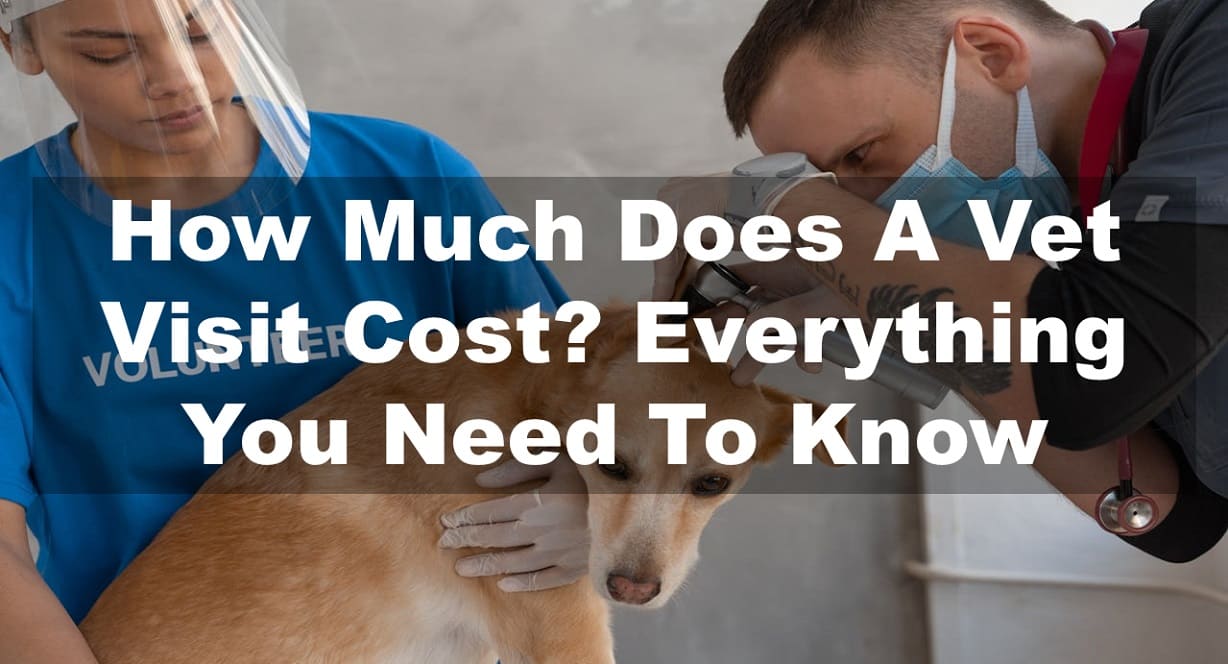 How Much Does A Vet Visit Cost? Everything You Need To Know
