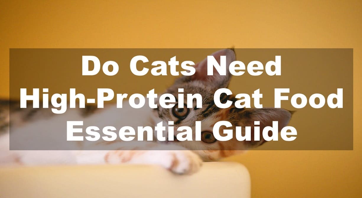 Do Cats Need High-Protein Cat Food: Essential Guide