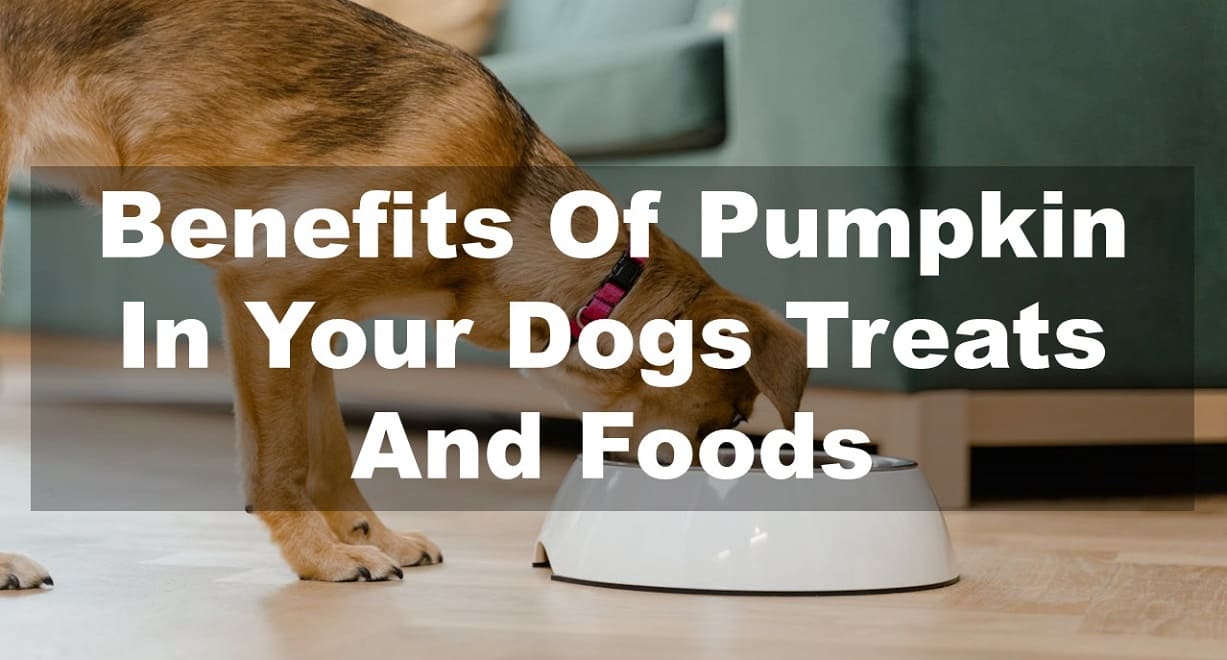 Benefits Of Pumpkin In Your Dogs Treats And Foods