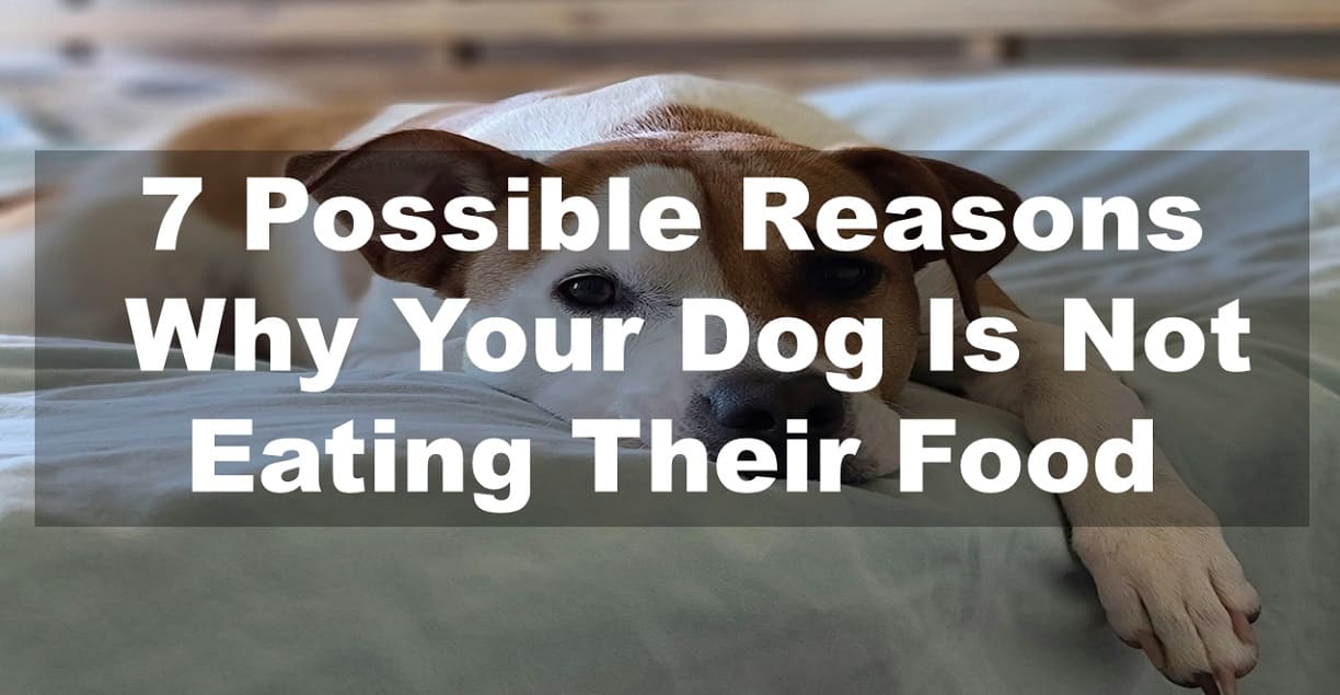 7 Possible Reasons Why Your Dog Is Not Eating Their Food