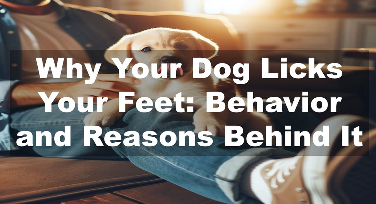 Why Your Dog Licks Your Feet: Behavior and Reasons Behind It