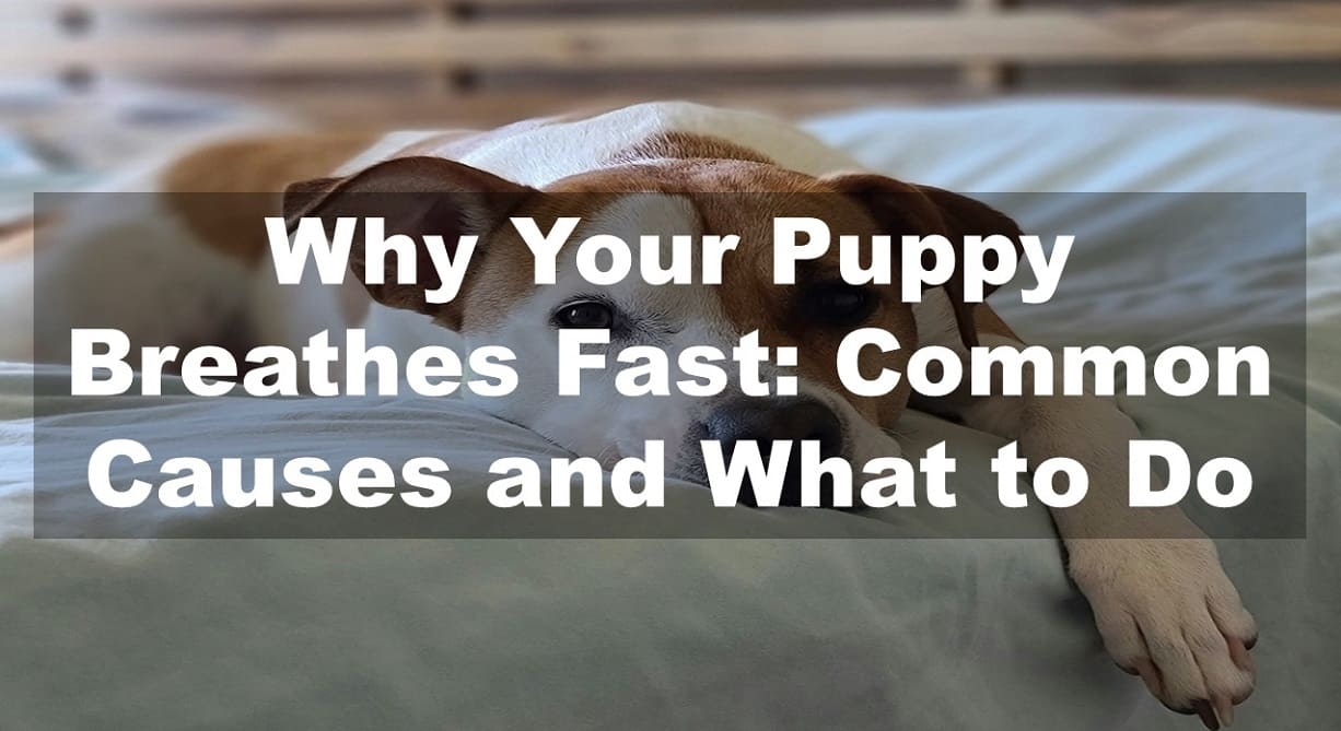 Why Your Puppy Breathes Fast: Common Causes and What to Do