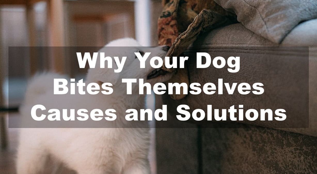 Why Your Dog Bites Themselves: Causes and Solutions