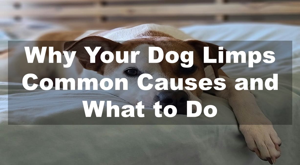 Why Your Dog Limps: Common Causes and What to Do