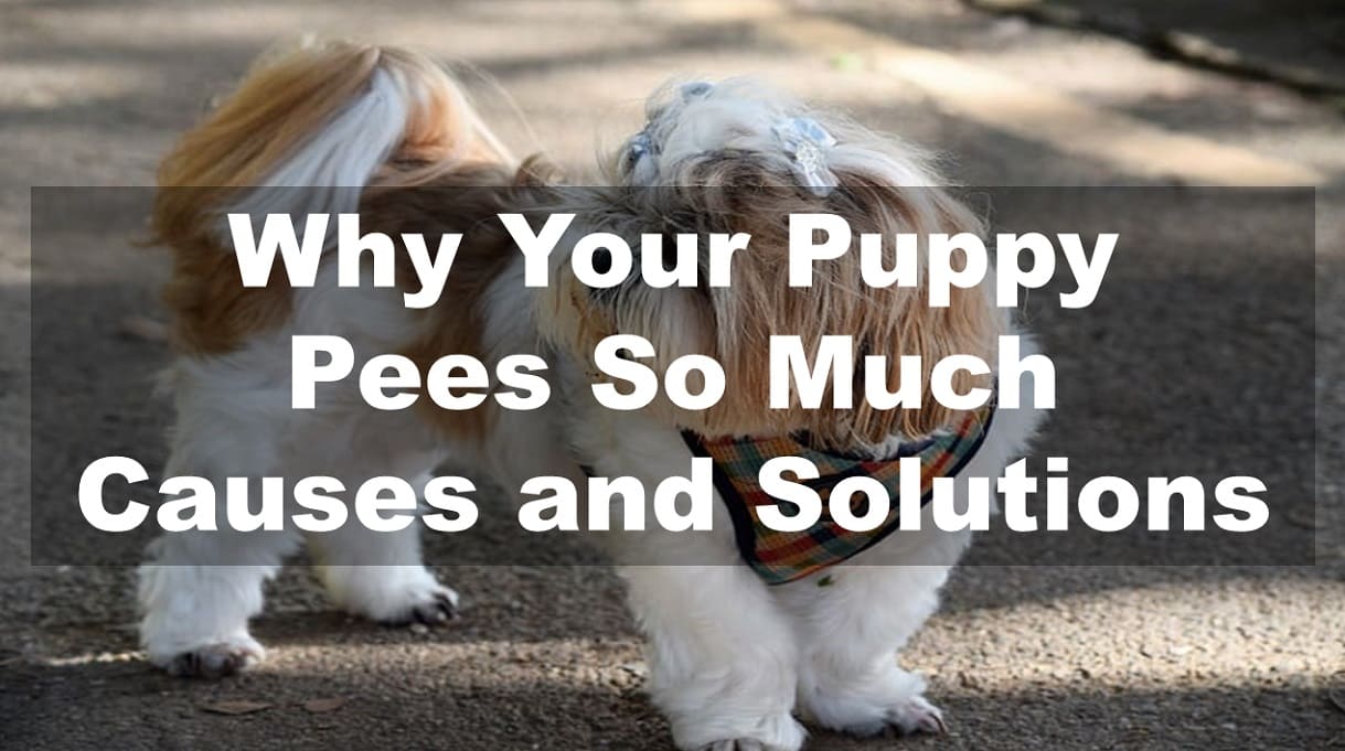 Why Your Puppy Pees So Much: Causes and Solutions