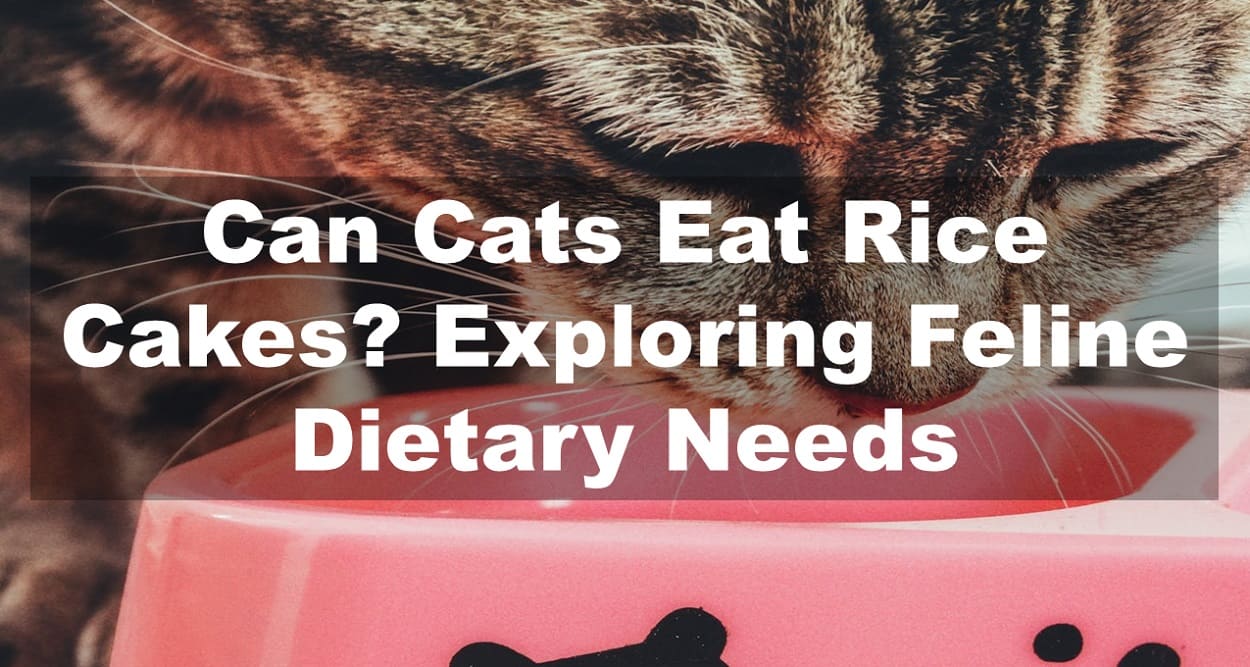 Can Cats Eat Rice Cakes? Exploring Feline Dietary Needs