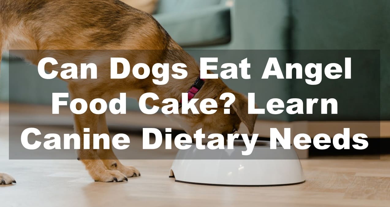 Can Dogs Eat Angel Food Cake? Learn Canine Dietary Needs