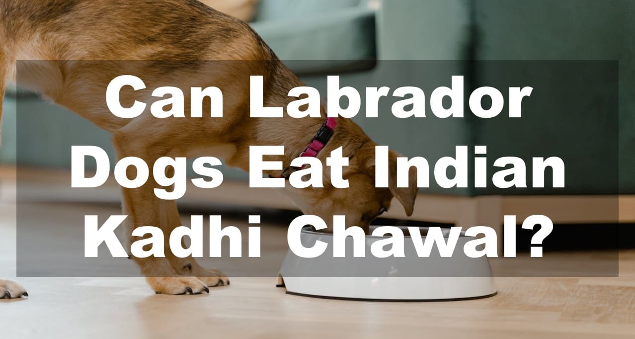 Can Labrador Dogs Eat Indian Kadhi Chawal?