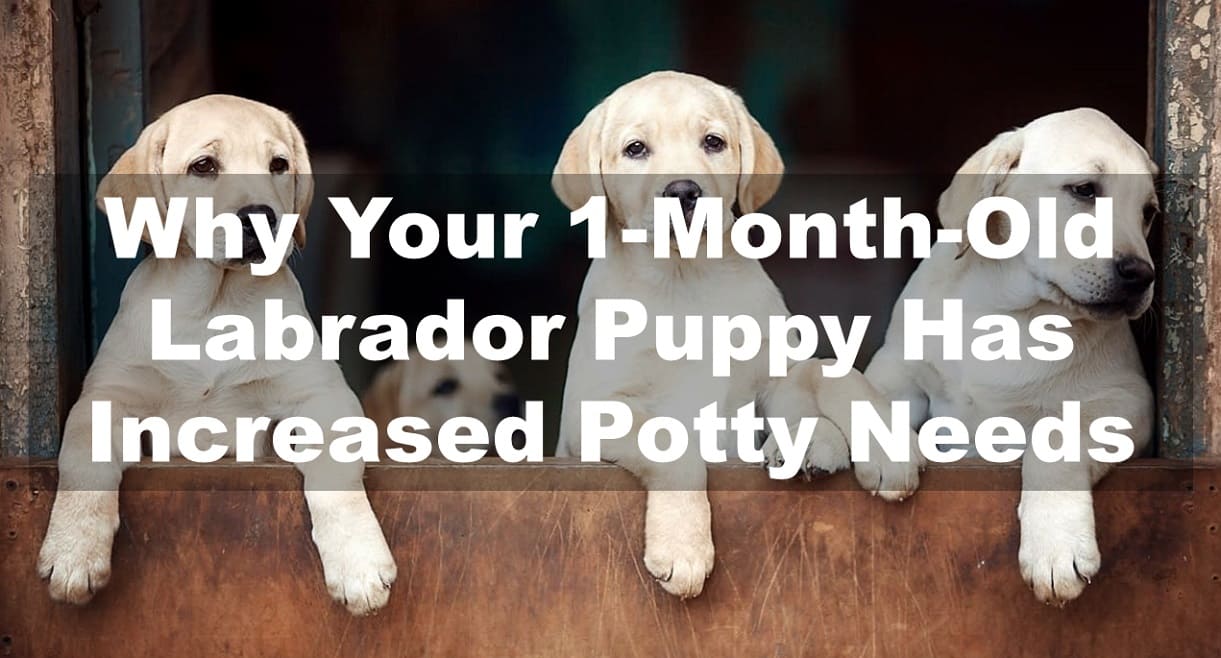 Why Your 1-Month-Old Labrador Puppy Has Increased Potty Needs