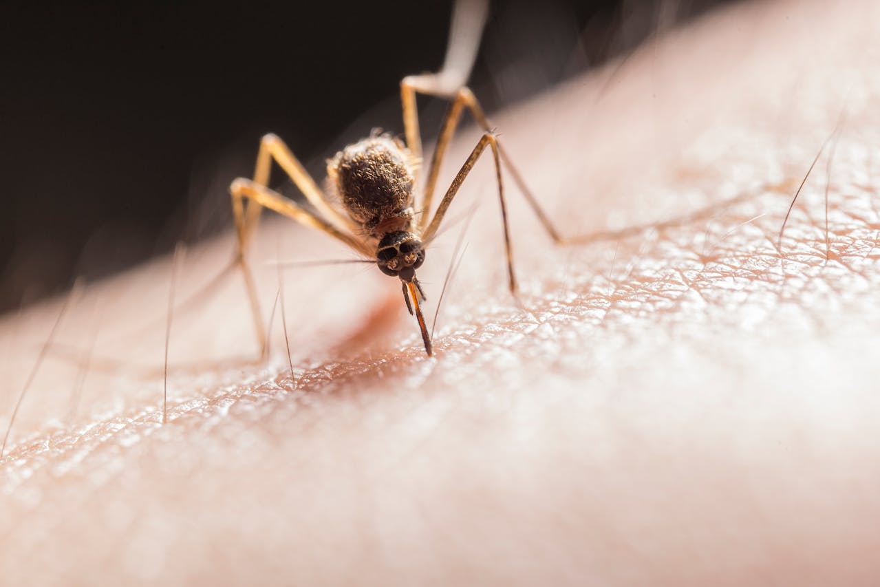 Top 5 Reasons Why Mosquitoes Bite Some People More Than Others