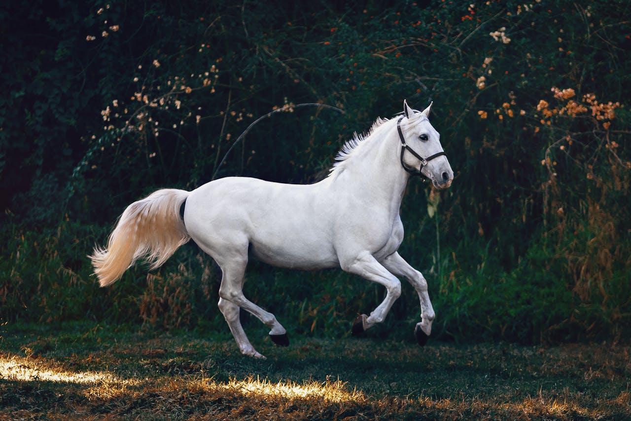 Unveiling Equine Enigma: 25 Most Random Facts About Horses