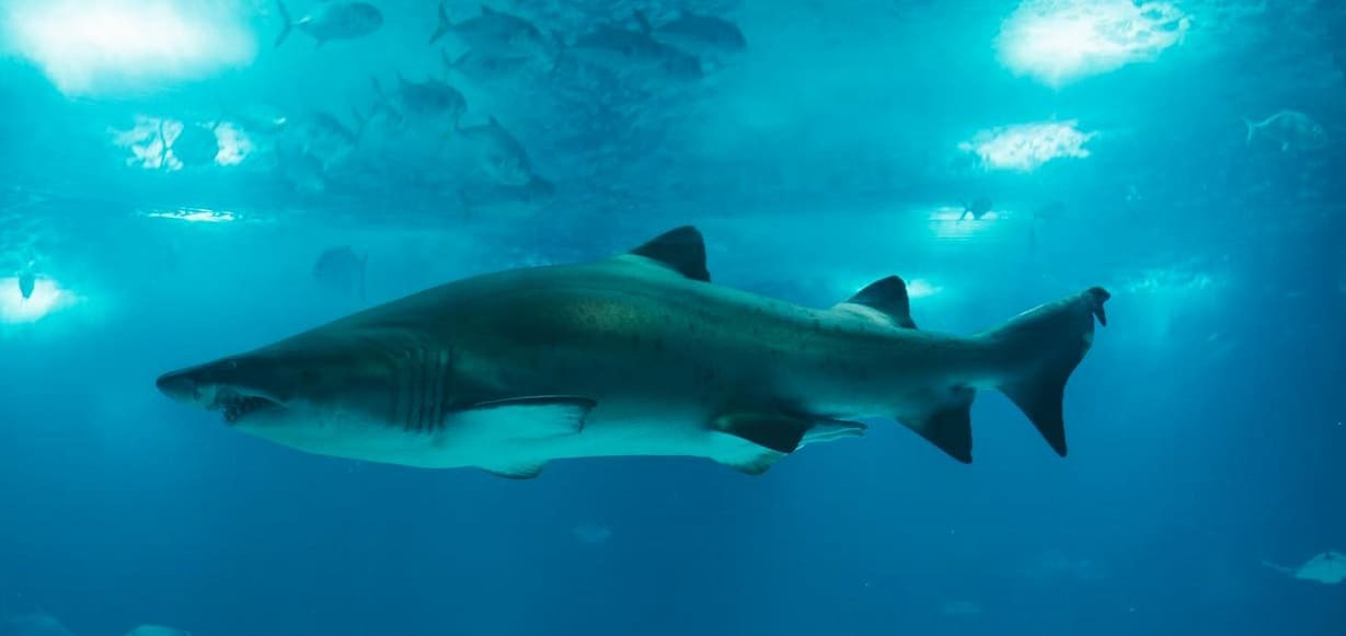 How Sharks Survived Drastic Global Temperature Spikes