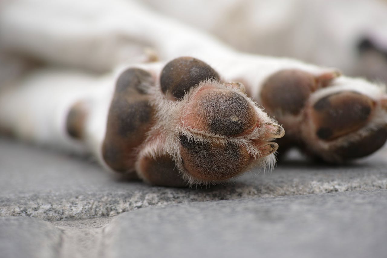 How to Protect Your Dog's Paws from Heat: Essential Tips for Summer Safety