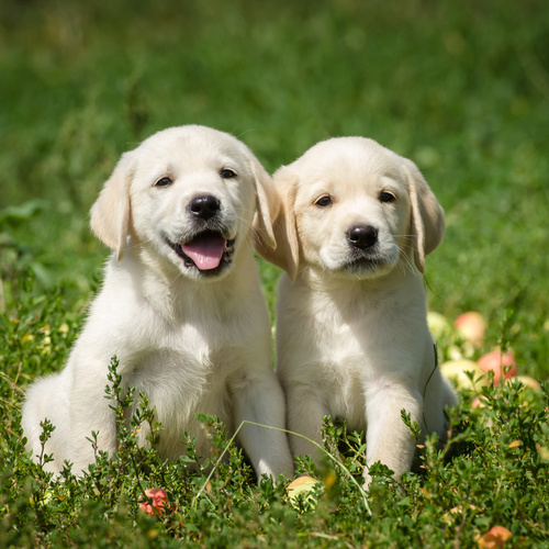 How to Take Care of a Labrador Dog Puppy?